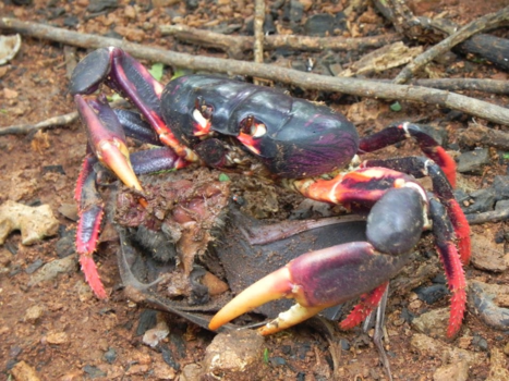Cuba - Cuba krab met vleermuis