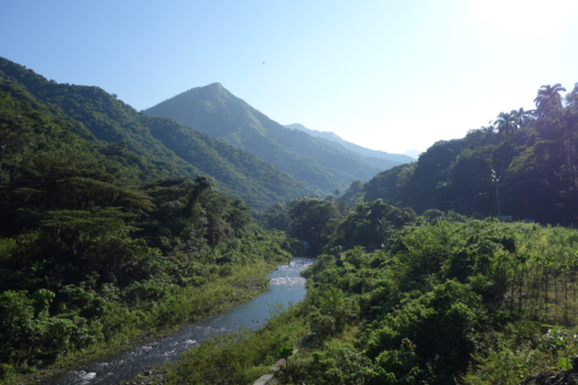 Cuba - Oerwoud op Cuba