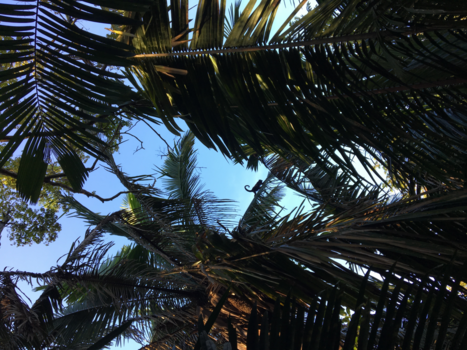 Costa Rica - Palmtree Monkey