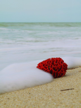 Mexico - Red coral at the beach