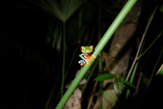 Costa Rica - Red eyed tree frog...