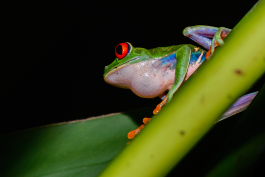 Costa Rica - Boomkikker in de nacht