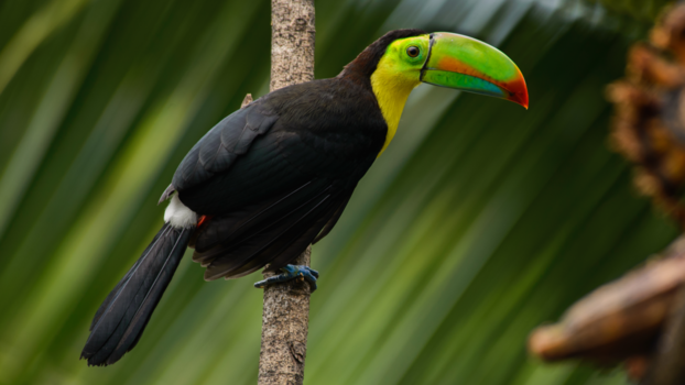 Costa Rica - Toekan op bananenjacht