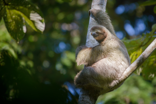 Costa Rica - Wat een luiaard zoal doet