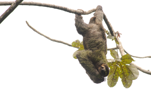 Costa Rica - High key Luiaard