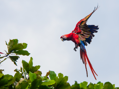 Costa Rica - Ara land in boom