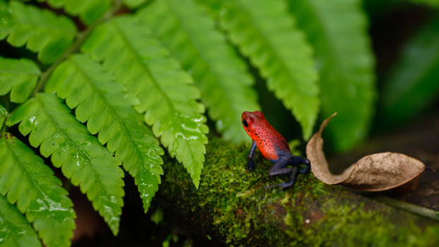 Costa Rica - Gifkikker in de regen
