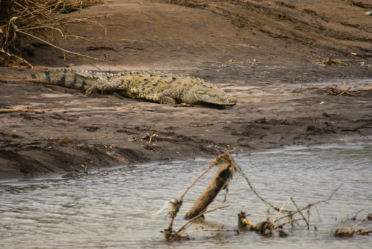 Costa Rica - Help die is groter dan mn kano