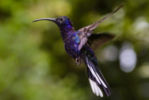 Costa Rica - Kolibrie