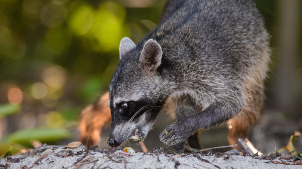 Costa Rica - Wasbeer scharrelt langs het strand in de ochtend