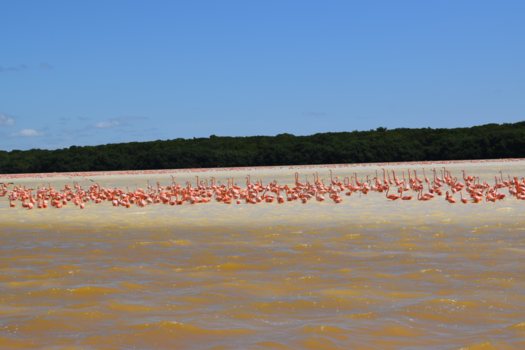 Mexico - U raad het al flamingo's