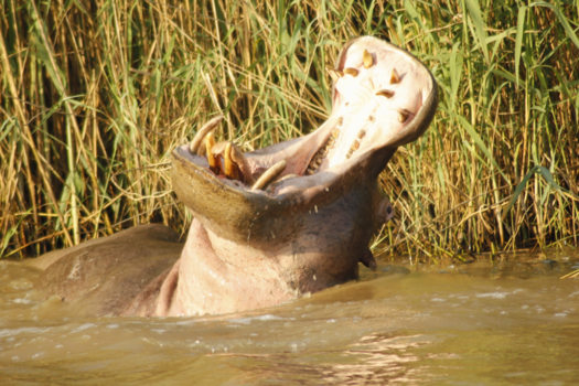 St. Lucia - Hippo showing off (St Lucia, SA)