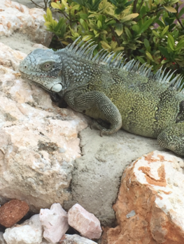 Curaçao - Hoe mooi is de natuur