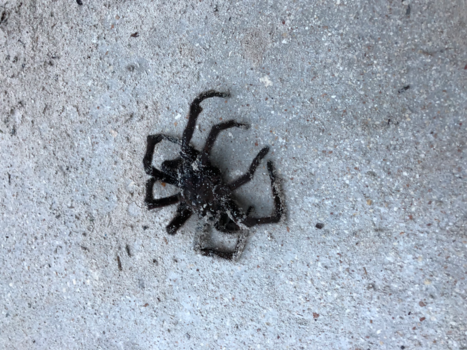 Dominicaanse Republiek - Tarantula