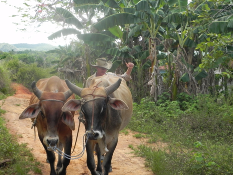 Cuba - Plezier in't werk