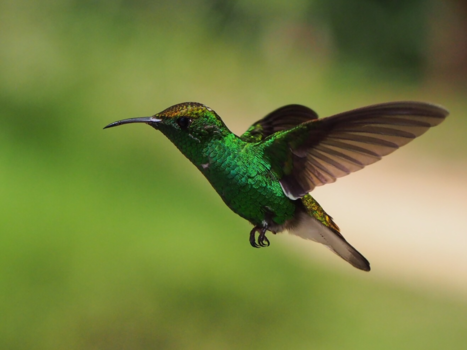 Costa Rica - Hummingbird in Costa Rica