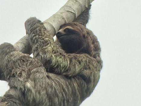 Costa Rica - Luiaard