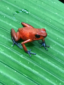 Costa Rica - Blue gym frog