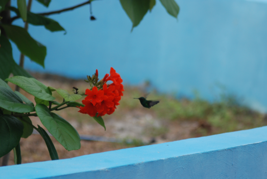 Curaçao - Hummingbird op de flamboyant