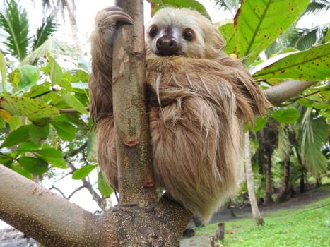 Costa Rica - Vind jij mij lief?