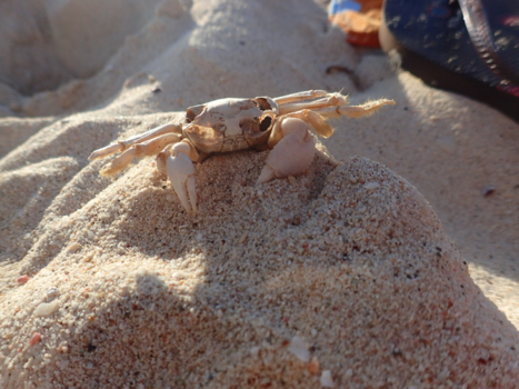 Aruba - Krab - Arashi Beach