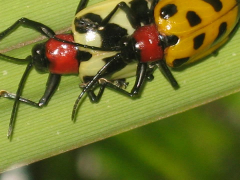Costa Rica - Costa Rica, duidelijk verschil mannetje/vrouwtje, heel bijzonder deze insecten.