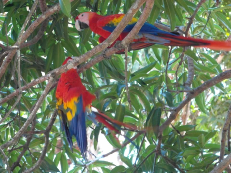 Costa Rica - 1 van mijn foto's gemaakt met een eenvoudige camera best moeilijk tegen het licht in