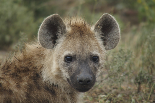 Costa Rica - Hyena pup