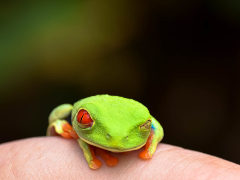 Costa Rica - Kiekeboe