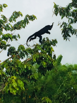 Mexico - Monkey jump