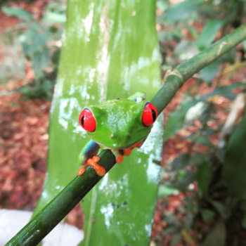 Costa Rica - Roodoogmakikikker (Costa Rica)
