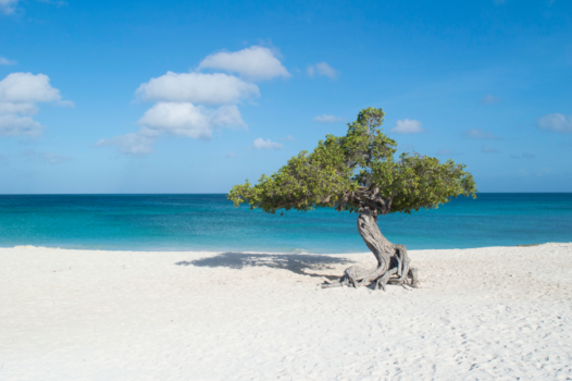 Aruba - Boom, strand, zee!