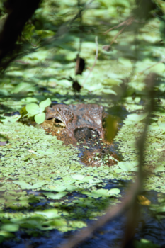 Nicaragua - Wild life Nicaraqua