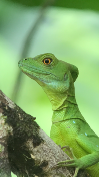 Costa Rica - Jesus Christ Lizard - Cahuita National Park gemaakt door Linda de Proost