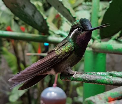 Costa Rica - Kolibrie