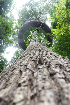 Monteverde Cloud Forest Reserve - Cloud forest Treehouse