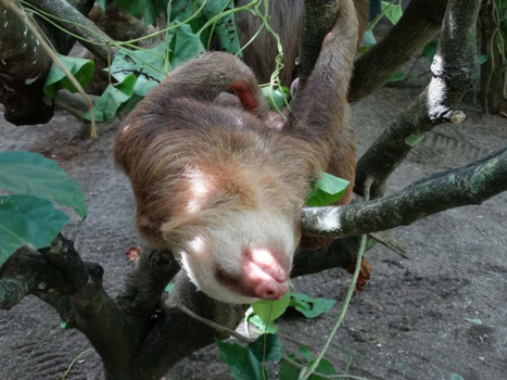 Costa Rica - Just hanging around and doing nothing all day