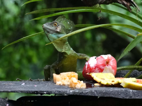 Costa Rica - Als je lang genoeg wacht komen ze vanzelf
