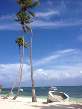 Dominicaanse Republiek - Beautiful palm