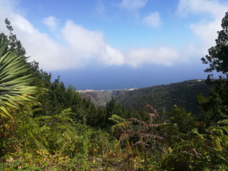 La Palma - Los Tilos.