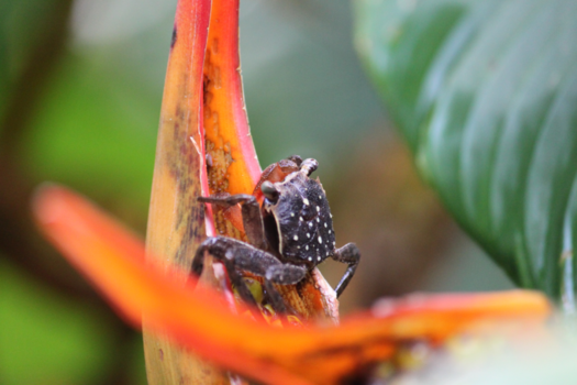 Costa Rica - Prachtige natuur Manuel Antonio NP Costa Rica