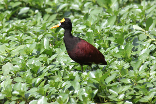 Costa Rica - Torteguero NP