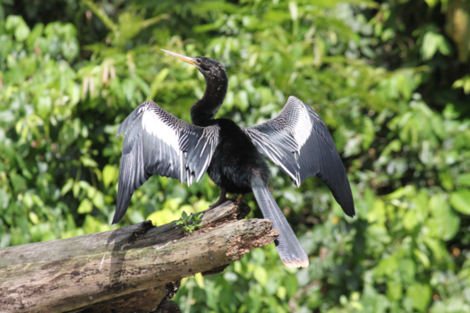 Costa Rica - Torteguero NP