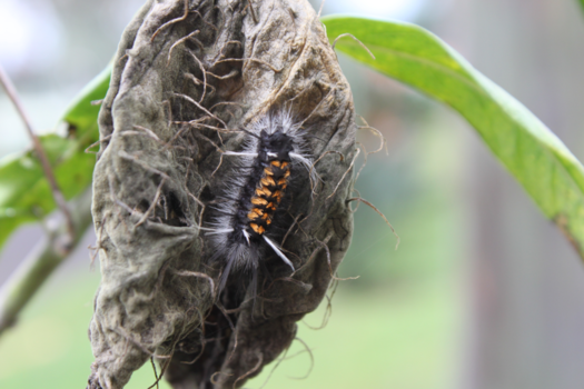 Costa Rica - Vlinder to be
