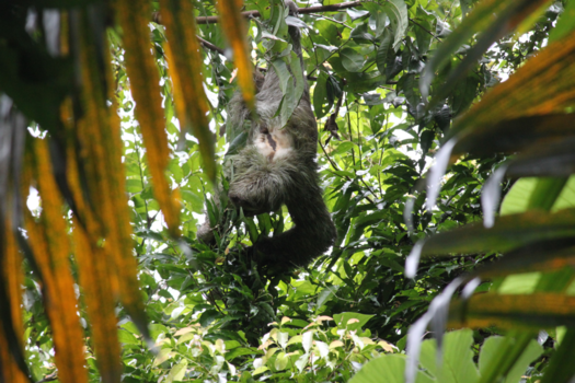 Costa Rica - Luiaard Manuel Antonio NP