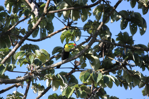 Costa Rica - Toekan in Ricon de la Vieja