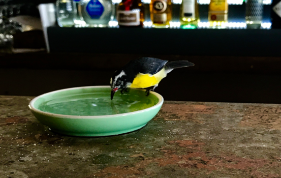 Bonaire - Suikerdiefje