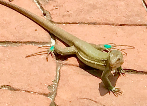 Bonaire - Gezelschap op het terras