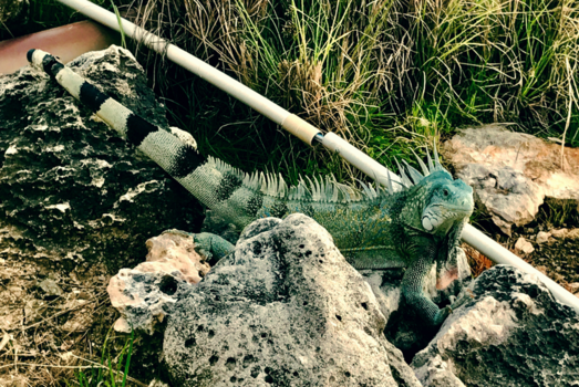 Bonaire - Nog meer gezelschap