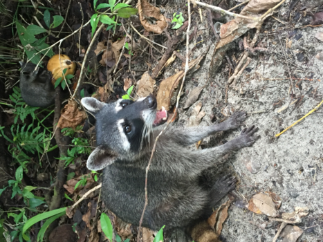 Costa Rica - Lachende wasbeer
